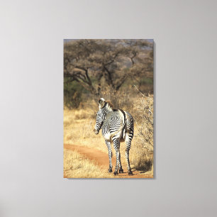 Toile Réserve nationale de Samburu, Kenya