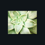 Toile Ressort Succulent<br><div class="desc">"Spring Succulent I" de Jason Johnson. Dispose d'un closeup de succulent.</div>