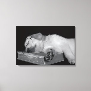 Toile retriever doré dormant sur un vieux livre