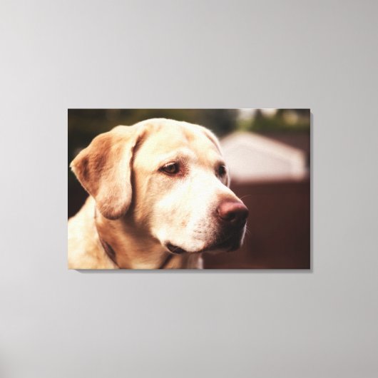 Toile Retriever du Labrador (Recto)