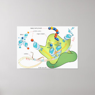 Toile Ribosome mRNA tRNA molecules proteins Diagram 