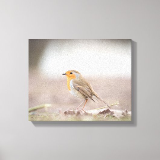 Toile Robin Bird Nature Photo (Recto)