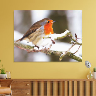 Toile robin dans la neige