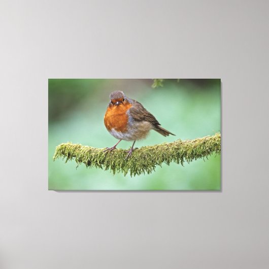Toile Robin perché sur une branche couverte de mousse (Recto)