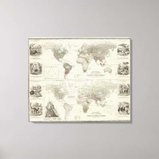 Toile Rodentia, Ruminantia (Recto)