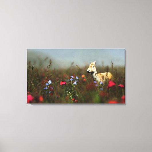 Toile Roe dans une zone de prairie Imprimer (Recto)