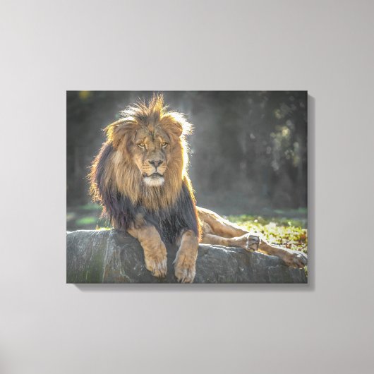 Toile Roi Lion de la Jungle (Recto)