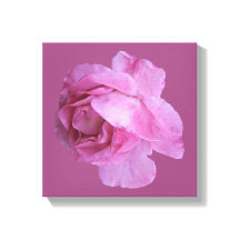 Romantique Valentine rose rose moderne boho floral