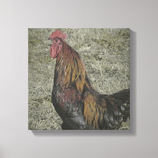 Toile Rooster Grunge (Recto)