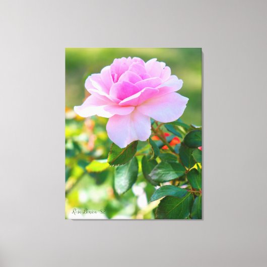 Toile Rosa Bonica '82 (Recto)