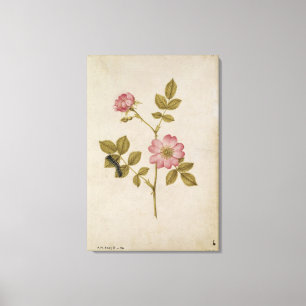 Toile Rosa Canina - Dogrose and Caterpillar (pencil & w/