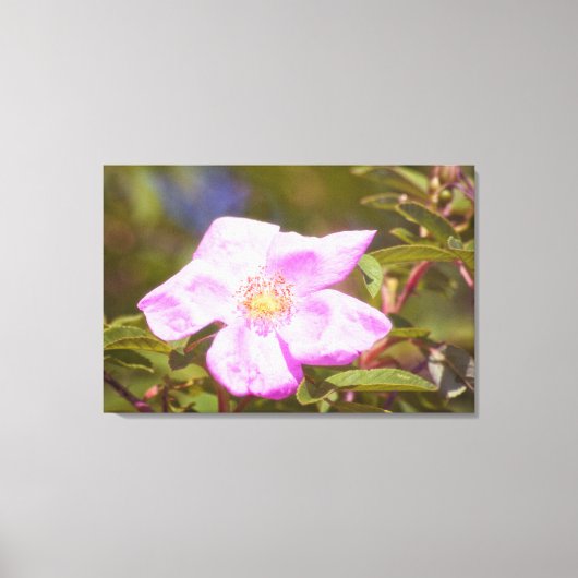 Toile Rose (Recto)