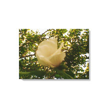 Rose blanche