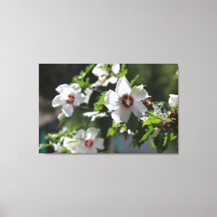 Toile Rose de Sharon Canvas Imprimer
