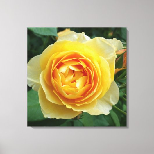 Toile rose et rosebud (Recto)