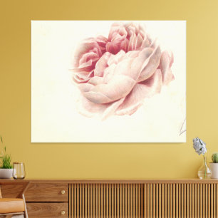 Toile Rose Roos (1792) – Botanique Ancienne de Collectio
