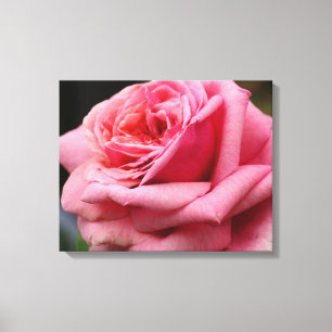 Toile Rose rose I Jolie photo florale
