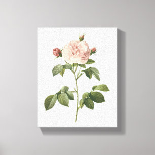 Toile rose rose pâle (Rosa alba regalis) par Redouté