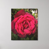 Toile Rose rouge (Recto)