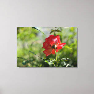 Toile Rose rouge