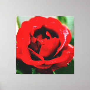 Toile Rose rouge avec gouttes de ragoût