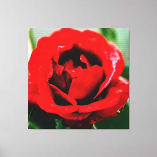 Toile Rose rouge avec gouttes de ragoût (Recto)
