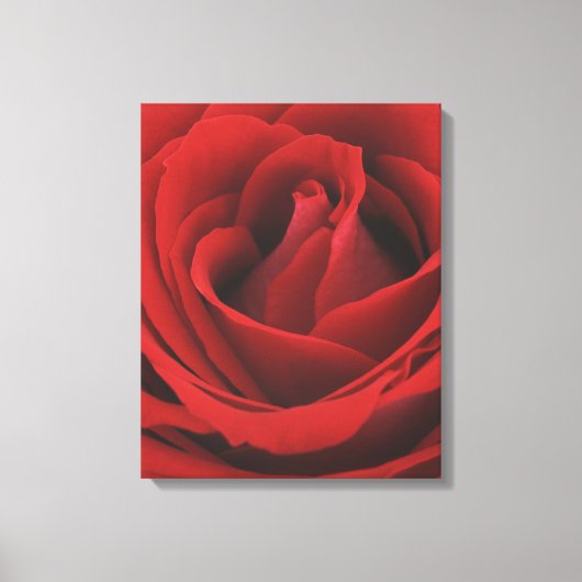 Toile Rose rouge florissante (Recto)