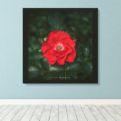 Toile Rose rouge P6568 (Insitu (Plancher de Bois))