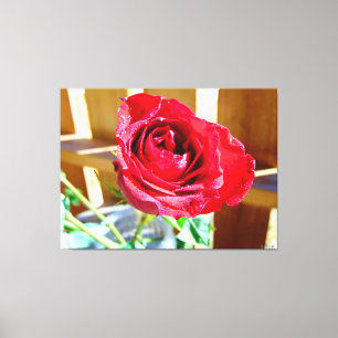 Toile Rose rouge vibrante au soleil