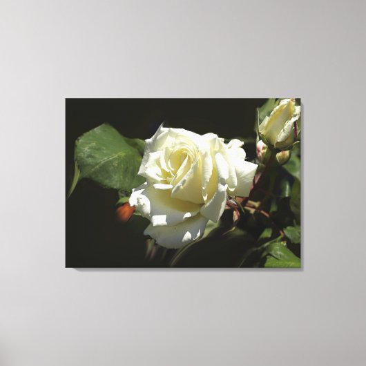 Toile Roses blanches Fleurs sauvages Imprimer Photo (Recto)