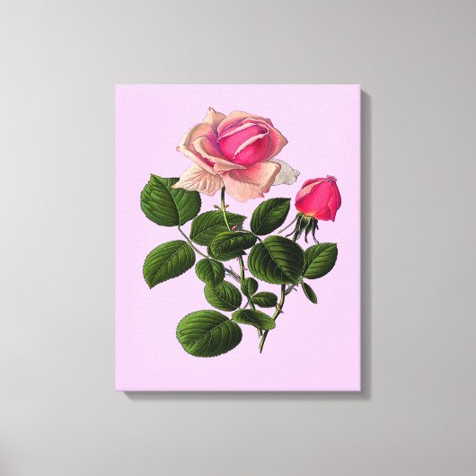 Toile Roses de thé rose (Recto)