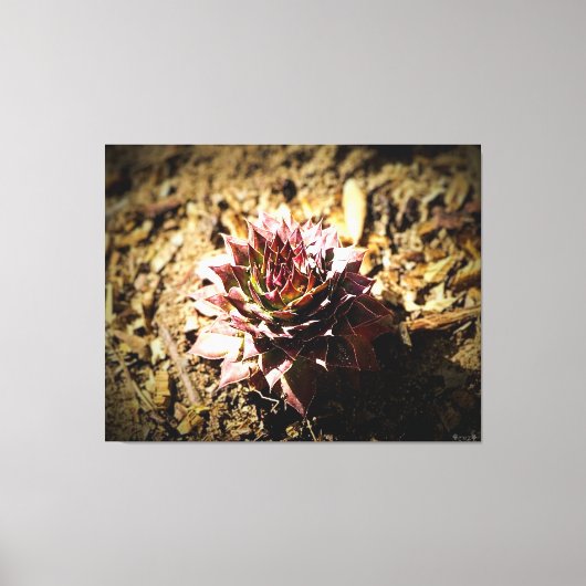 Toile Rosette Succulente dans le Sol (Recto)