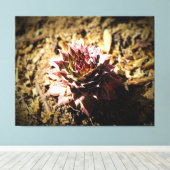 Toile Rosette Succulente dans le Sol (Insitu (Plancher de Bois))