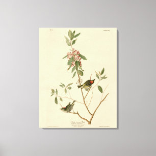 Toile Ruby couronné Wren (Kinglet) Audubon Birds Amériqu