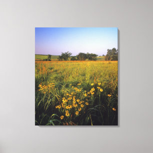 Toile Rudbeckies à œil noir dans la prairie de hautes he