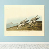 Toile Ruddy Plover (Sanderling) Audubon Birds of America (Insitu (Plancher de Bois))
