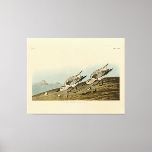 Toile Ruddy Plover (Sanderling) Audubon Birds of America (Recto)