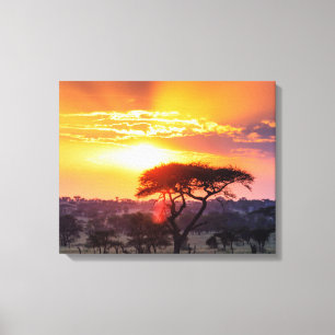 Toile Safari dans le parc national du Serengeti