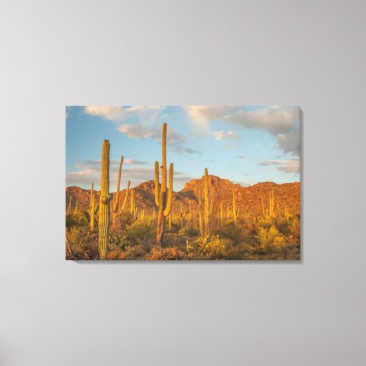 Toile Saguaro cactus at sunset (Recto)