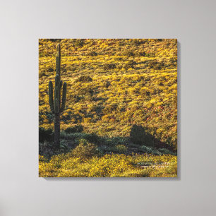 Toile Saguaro Cactus Sonoran Désert Au Printemps 24X24