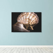Toile Saint Jacques, Whelk, Etoile de mer (Insitu (Plancher de Bois))