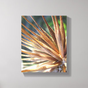 Toile Salsify Spiky Seed Pod