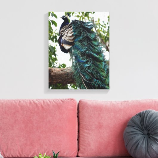 Toile Salutation Peacock (Insitu(Salon))