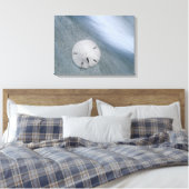Toile Sanddollar sur la plage | Sanibel Island, Floride (Insitu(Chambre))