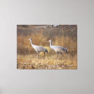 Toile Sandhill Crane Oiseaux Faune Animaux Photographie