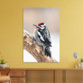 Toile Sapsucker à ventre jaune mâle (Insitu(Salon))