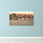 Toile Sarasota, Floride - Camels à Ringling Bros (Insitu (Plancher de Bois))