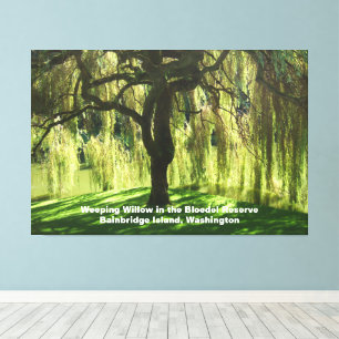 Toile Saule Pleureur Bloedel Reserve Bainbridge Island