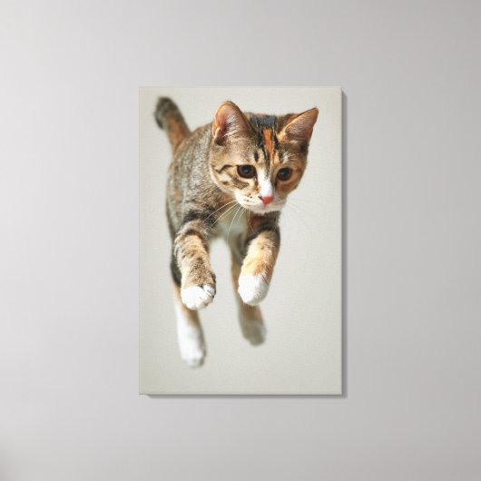 Toile Saut de chat Calico (Recto)