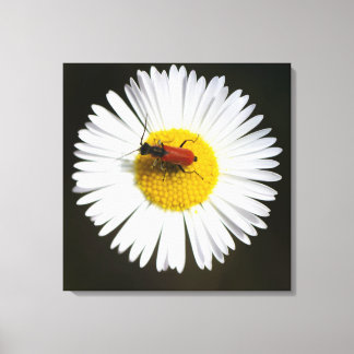 Toile Scarabée rouge sur affiche macro de marguerite bla